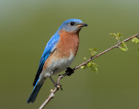 Eastern Bluebird Sialia sialis
