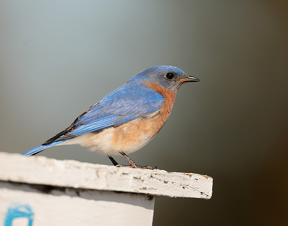 Eastern Bluebird Sialia sialis
