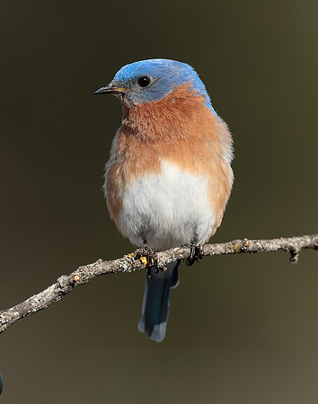 Eastern Bluebird Sialia sialis