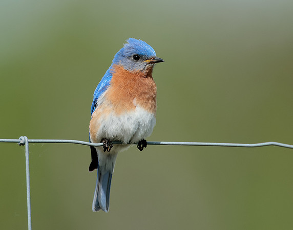 Eastern Bluebird Sialia sialis