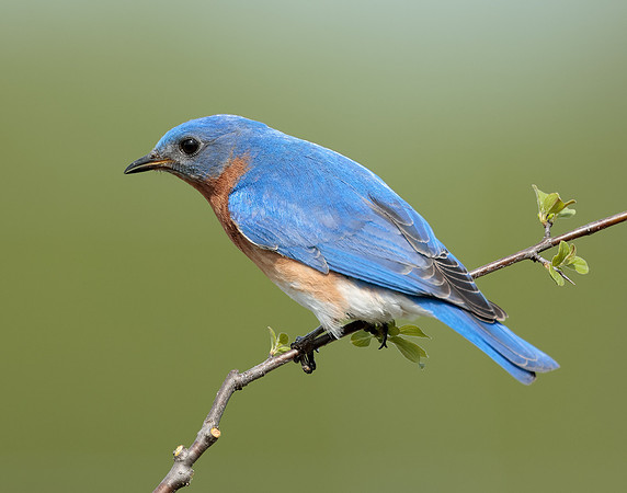 Eastern Bluebird Sialia sialis