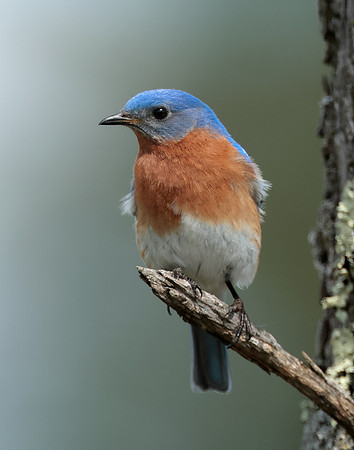 Eastern Bluebird Sialia sialis