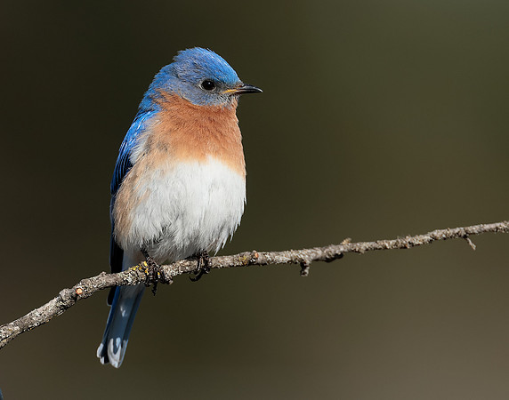 Eastern Bluebird Sialia sialis