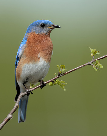 Eastern Bluebird Sialia sialis