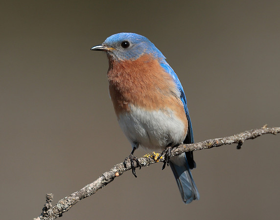 Eastern Bluebird Sialia sialis