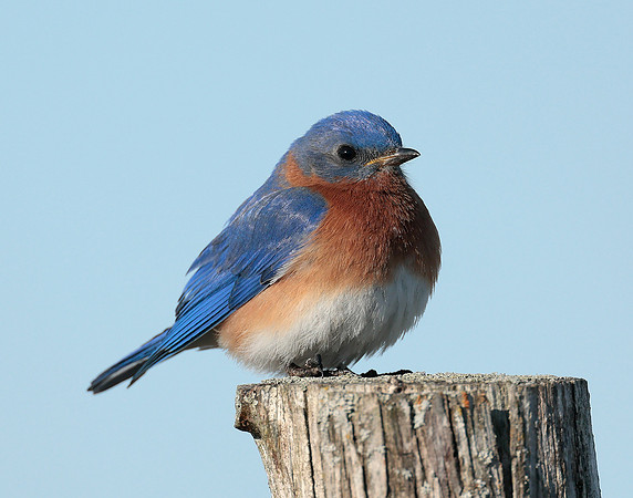 Eastern Bluebird Sialia sialis