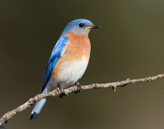 Eastern Bluebird Sialia sialis