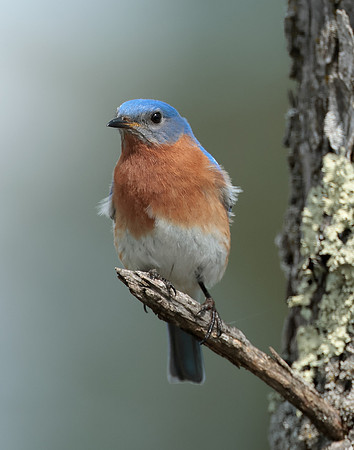 Eastern Bluebird Sialia sialis
