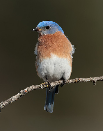 Eastern Bluebird Sialia sialis