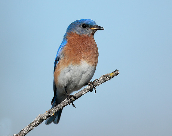 Eastern Bluebird Sialia sialis