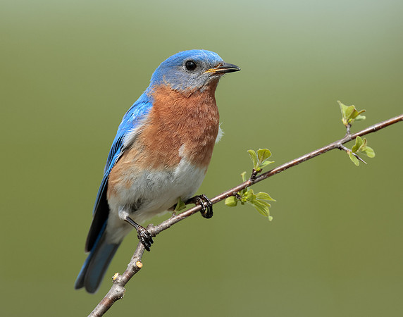 Eastern Bluebird Sialia sialis
