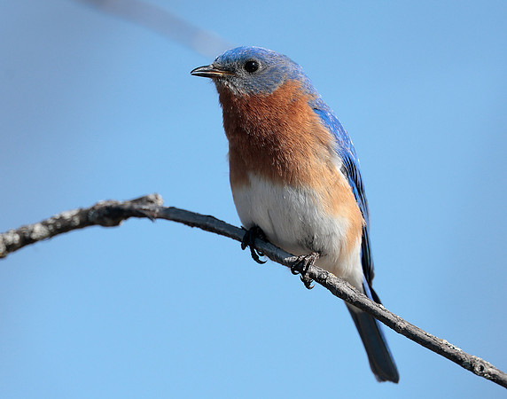 Eastern Bluebird Sialia sialis