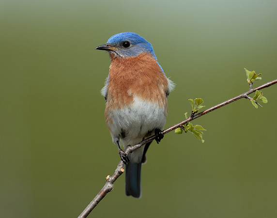 Eastern Bluebird Sialia sialis