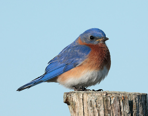 Eastern Bluebird Sialia sialis