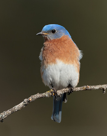 Eastern Bluebird Sialia sialis