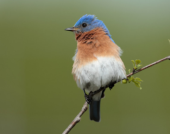 Eastern Bluebird Sialia sialis