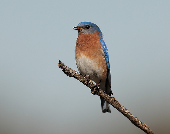 Eastern Bluebird Sialia sialis