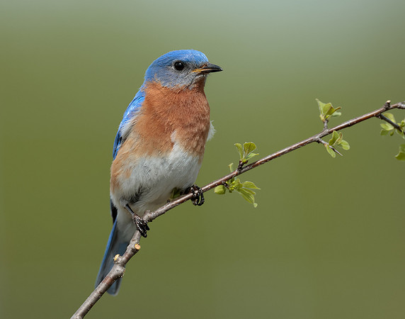 Eastern Bluebird Sialia sialis