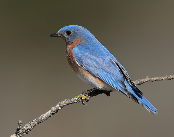 Eastern Bluebird Sialia sialis