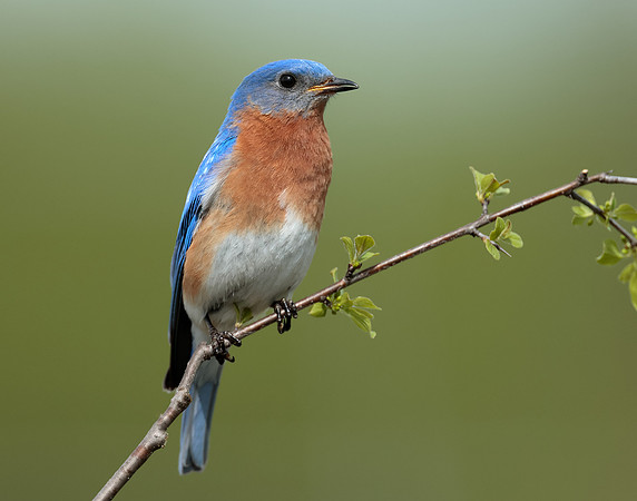 Eastern Bluebird Sialia sialis
