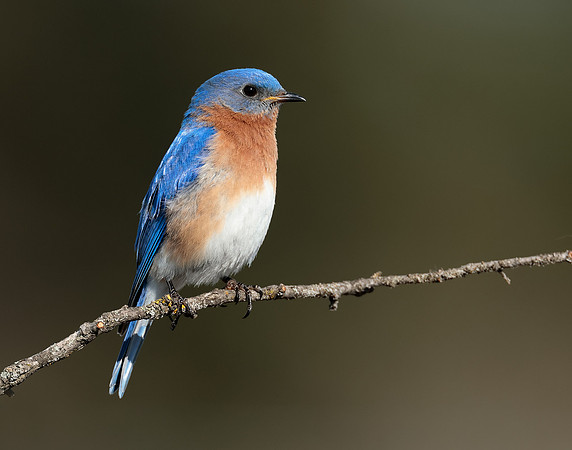 Eastern Bluebird Sialia sialis