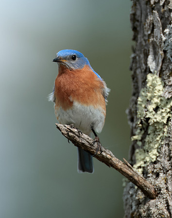 Eastern Bluebird Sialia sialis