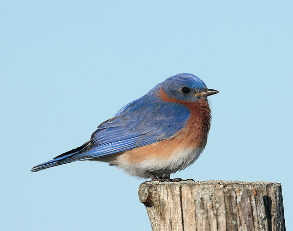 Eastern Bluebird Sialia sialis