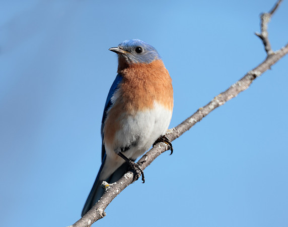 Eastern Bluebird Sialia sialis