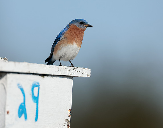 Eastern Bluebird Sialia sialis