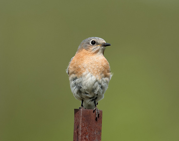Eastern Bluebird Sialia sialis
