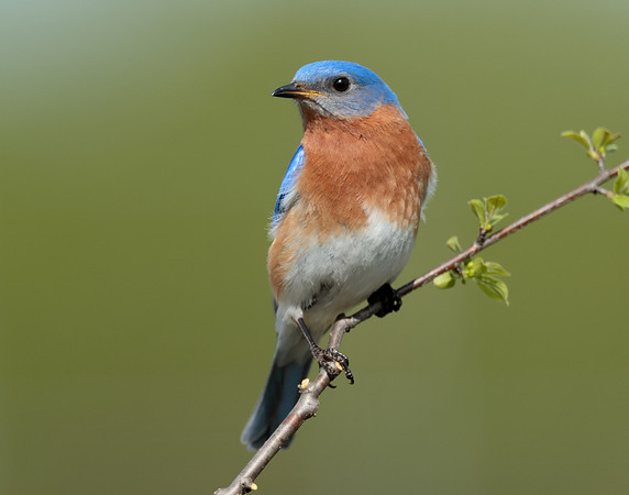 Eastern Bluebird Sialia sialis