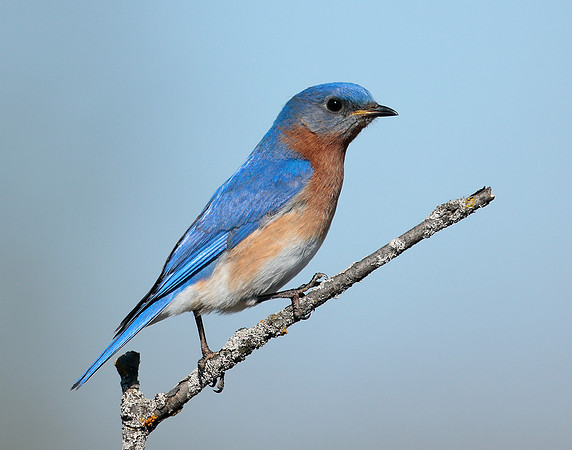 Eastern Bluebird Sialia sialis