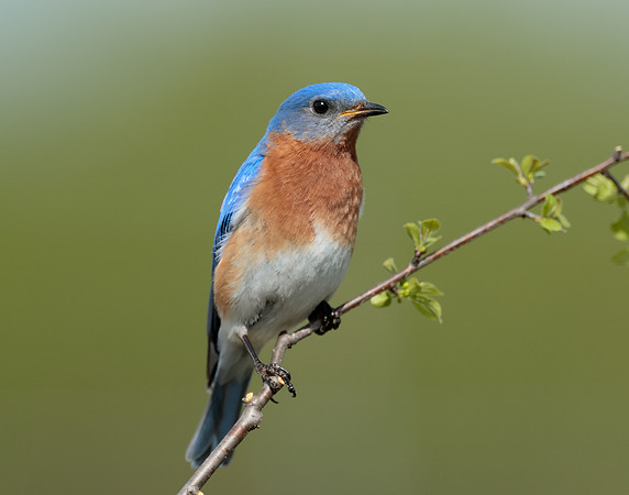 Eastern Bluebird Sialia sialis