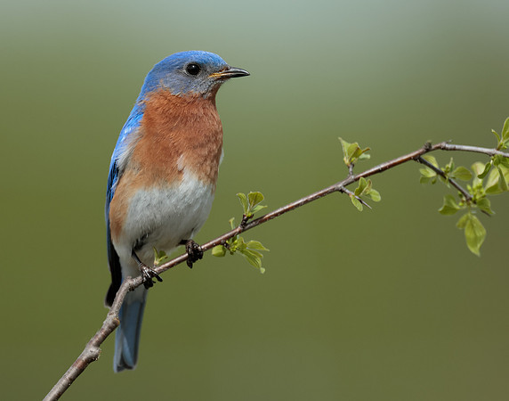 Eastern Bluebird Sialia sialis