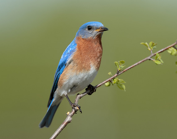 Eastern Bluebird Sialia sialis