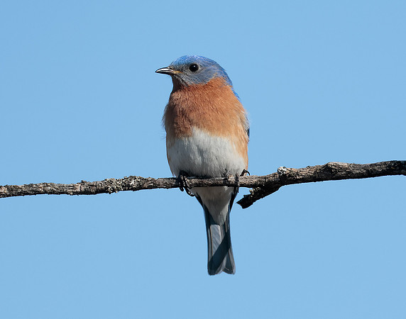 Eastern Bluebird Sialia sialis