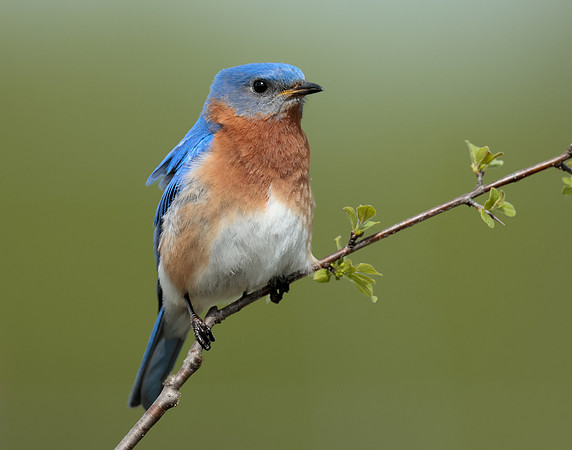 Eastern Bluebird Sialia sialis
