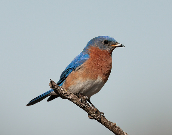 Eastern Bluebird Sialia sialis