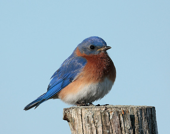 Eastern Bluebird Sialia sialis