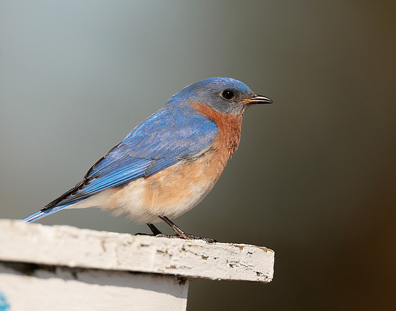 Eastern Bluebird Sialia sialis