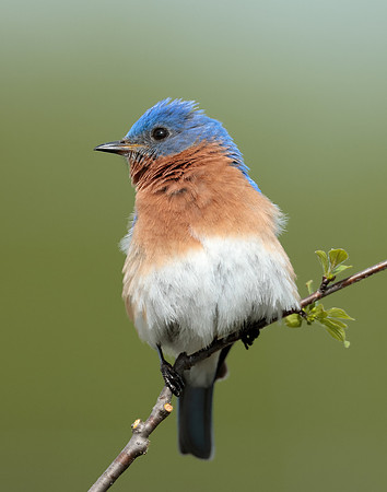 Eastern Bluebird Sialia sialis