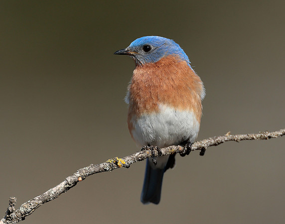 Eastern Bluebird Sialia sialis