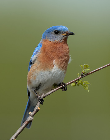Eastern Bluebird Sialia sialis