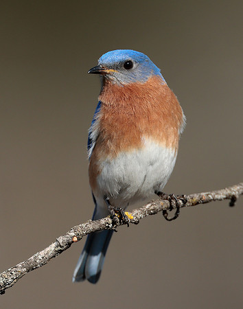 Eastern Bluebird Sialia sialis