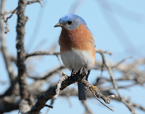 Eastern Bluebird Sialia sialis