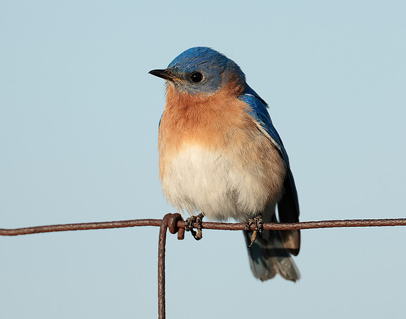 Eastern Bluebird Sialia sialis