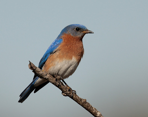 Eastern Bluebird Sialia sialis