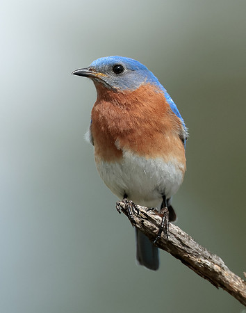 Eastern Bluebird Sialia sialis
