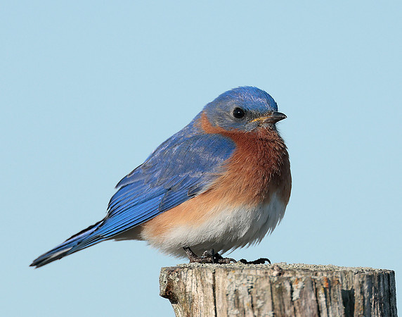 Eastern Bluebird Sialia sialis