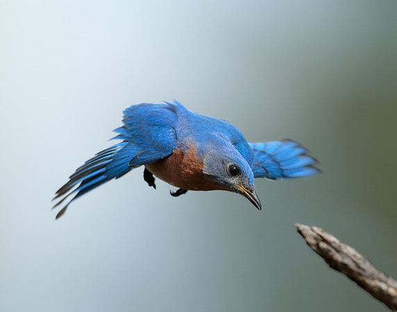 Eastern Bluebird Sialia sialis